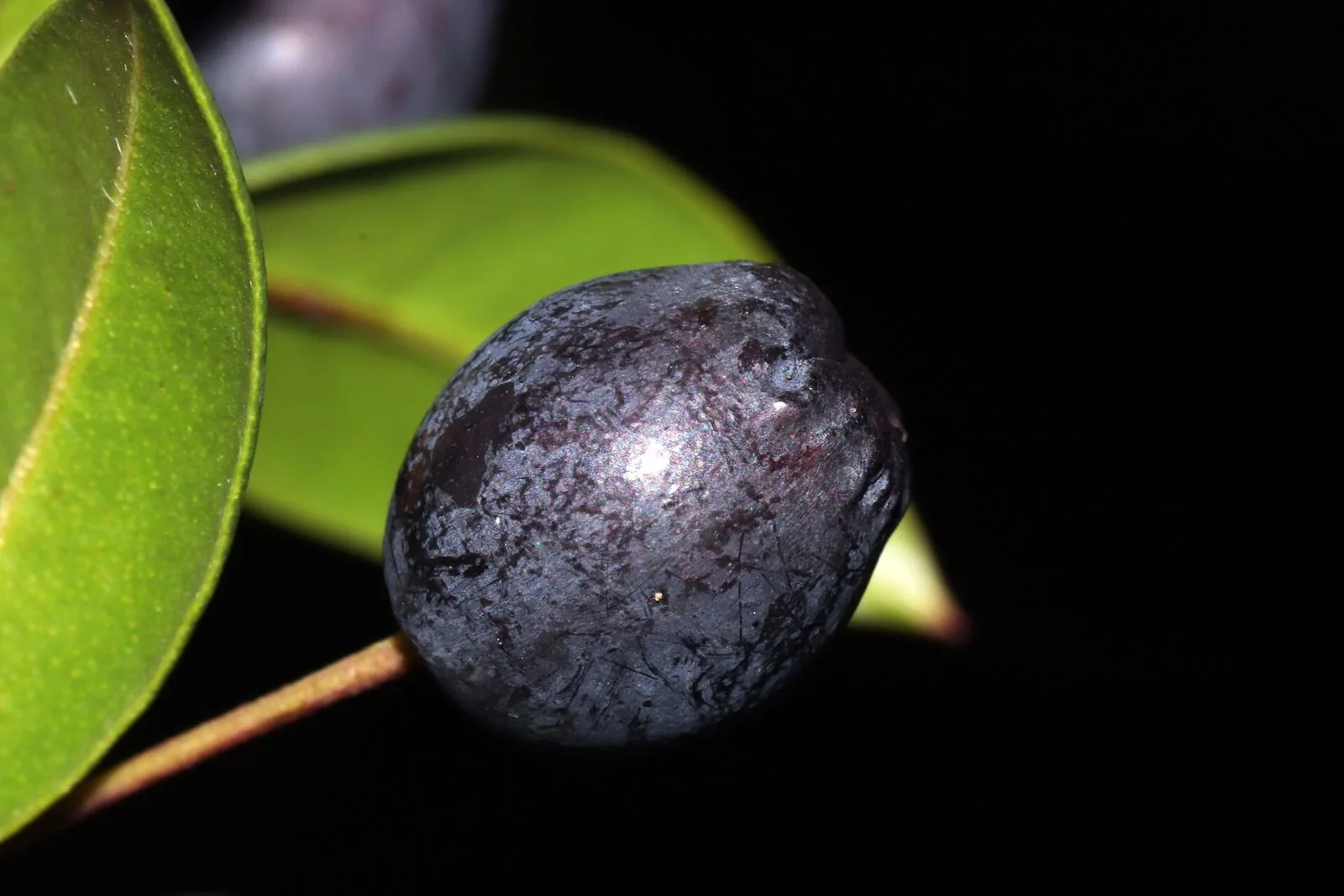 Primo piano di una bacca matura di mirto, blu scura e lucida, tra le foglie verdi su sfondo nero
